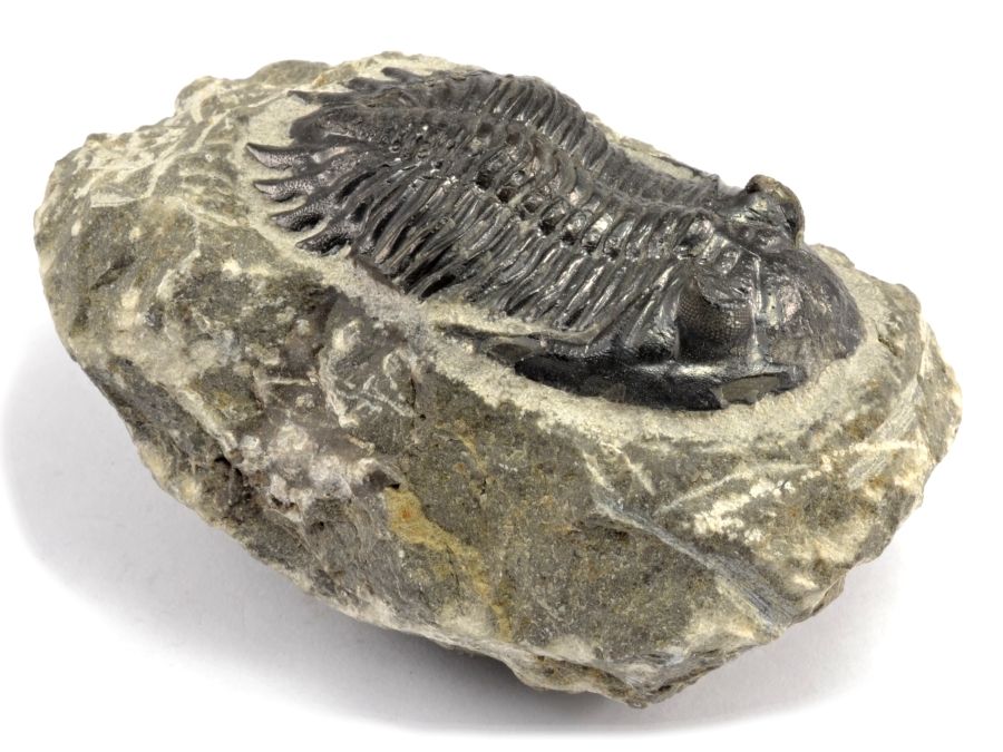Fosilie Trilobiti Prodej (Některé druhy, fosilií trilobitů, burzy výstavy, celém světě, druhy měly) Fosilie Trilobiti Prodej