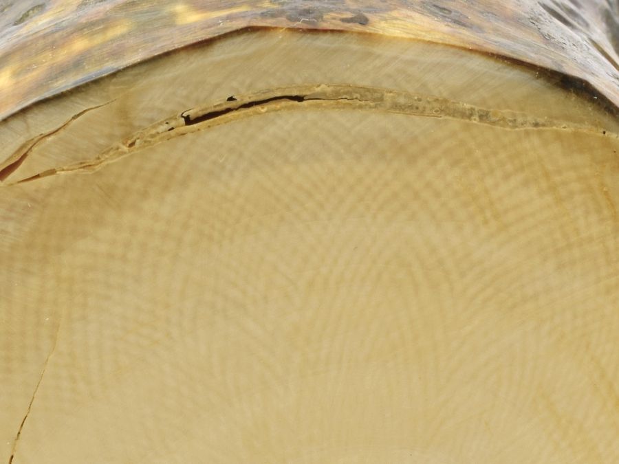 Mamutovina na které jsou patrné Schregerovy linie – jemné křížové vzory. 