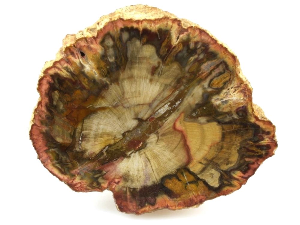 zkamenele-drevo-platek-fosilni