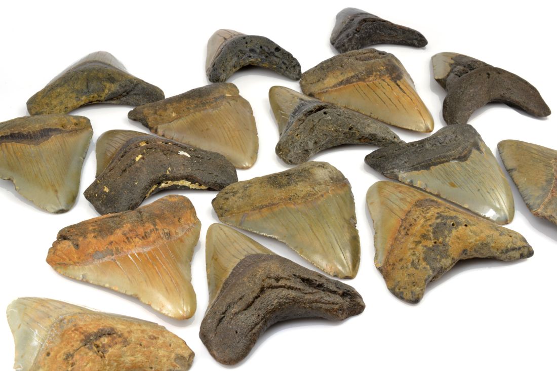 Čtyři řady zkamenělých žraločích zubů megalodona.